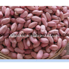New Season China Peanut Kernels Long Shape (24/28)
